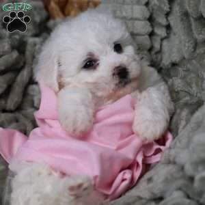 Joy, Bichon Frise Puppy